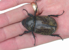 Eastern Hercules Beetle